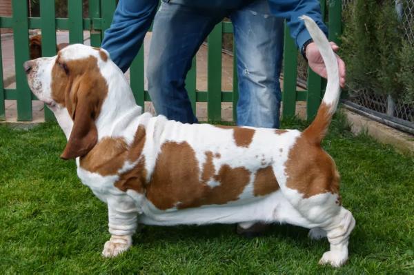 Alan de la Antiga Torre | Basset Hound 