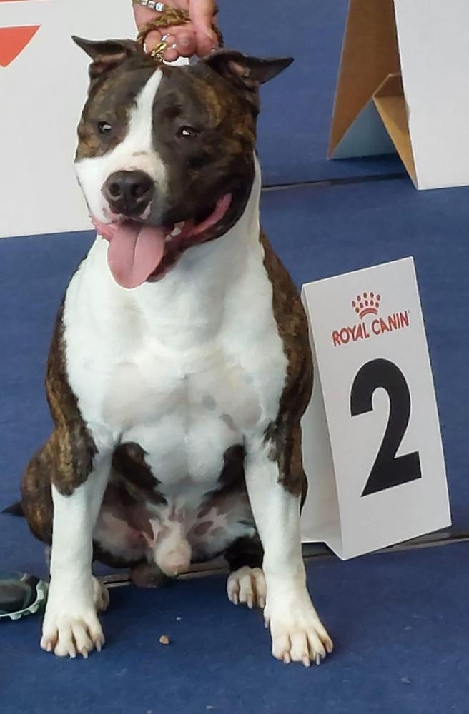 Immortal Soldiers Powerful Pharo | American Staffordshire Terrier 