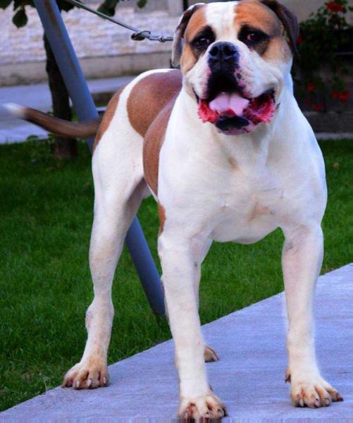 White Bull's Buster of MMK | American Bulldog 