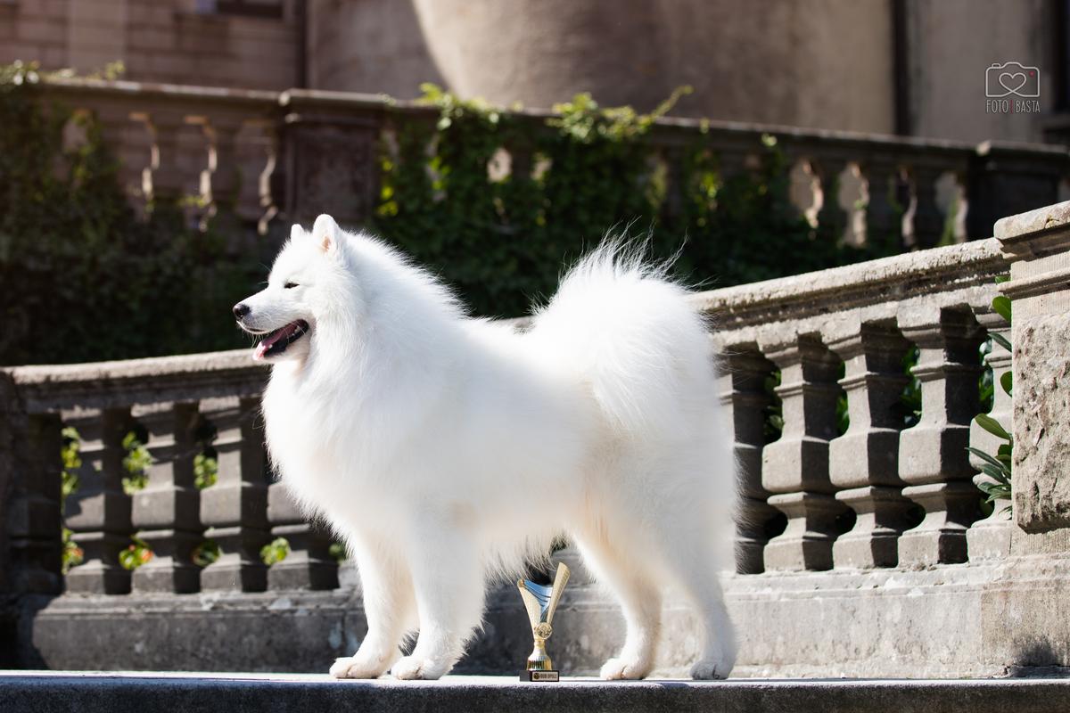 SWEET COCONUT Kraina Jutra | Samoyed 