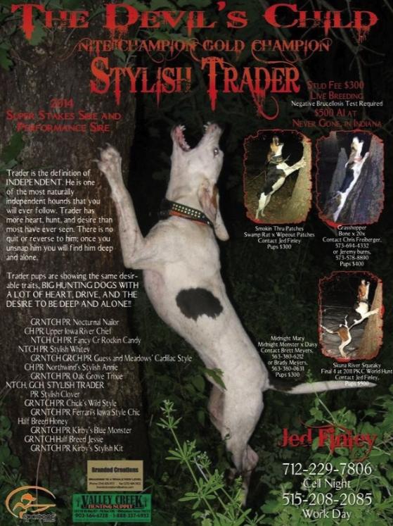 Stylish Trader | Treeing Walker Coonhound 