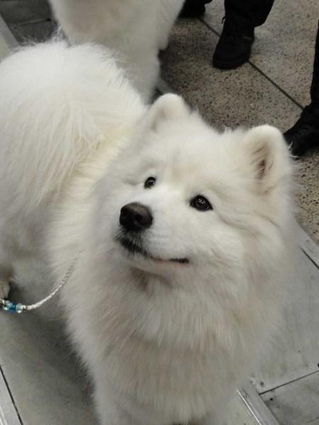 Mazoji Loke Cotton Ball | Samoyed 