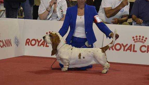 Baltik Show Dazzling Roxy | Basset Hound 