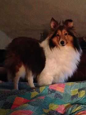 Nicki Of T'Miche | Shetland Sheepdog 