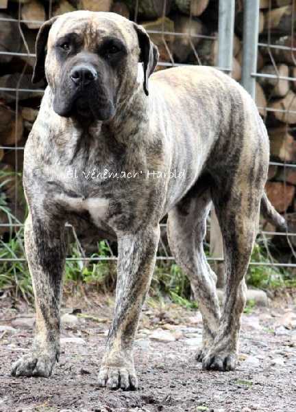 El Véhêmach' Harold | Perro de Presa Canario 