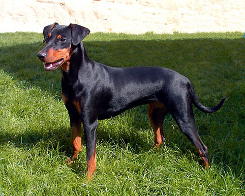 Dark Angels BELYSHA BLACK PEPPER | German Pinscher 