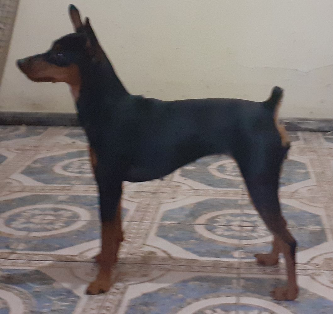 Cibelle PM do Mundurucânia | Miniature Pinscher 