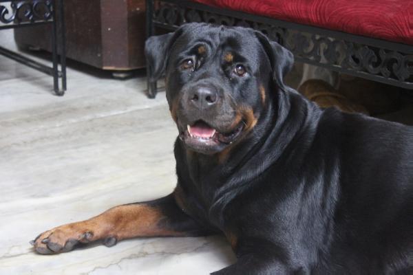 roopika's axa | Rottweiler 