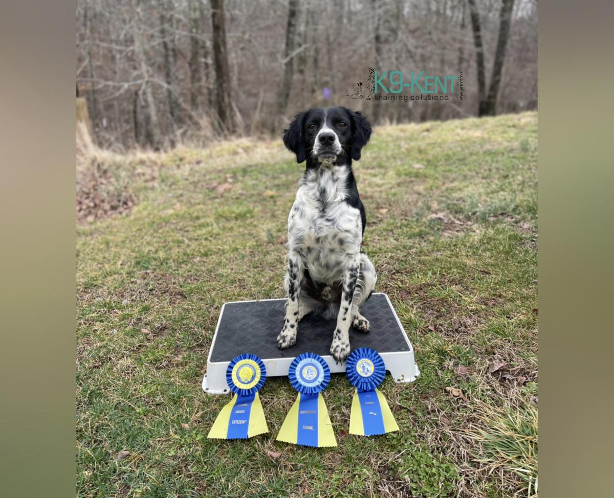 Little Dixie Ranch K9-Kent | Brittany 