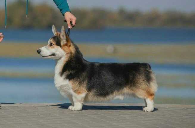 Favorit? Fortuna Del Casa Favore (n/b) | Pembroke Welsh Corgi 