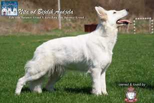 Nita od bijelih andela | White Swiss Shepherd Dog 