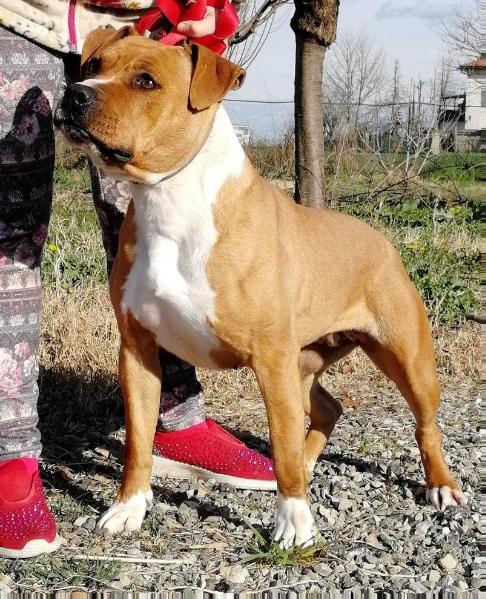 Doc 69 Silver Wrait | American Staffordshire Terrier 