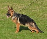 Ámor von Nord Osten | German Shepherd Dog 