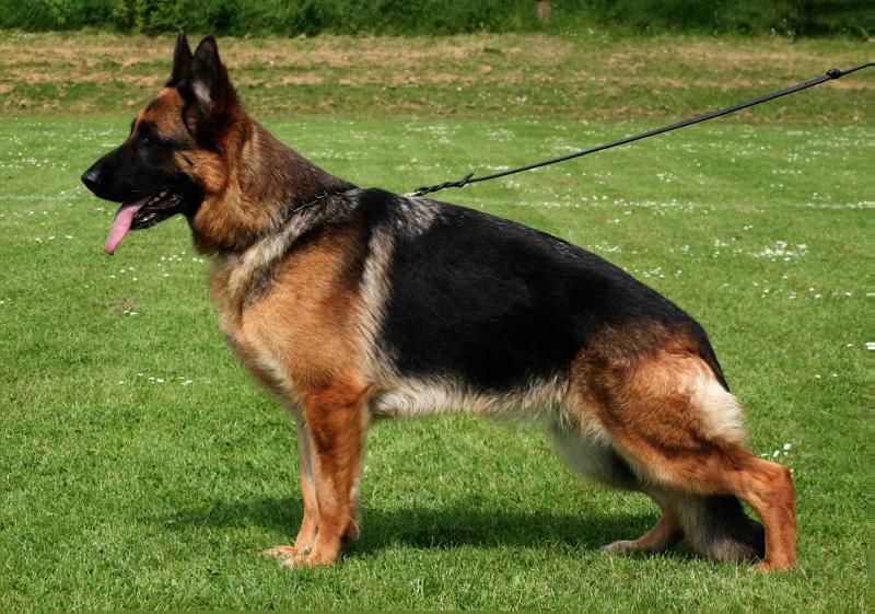 Janki Fly | German Shepherd Dog 
