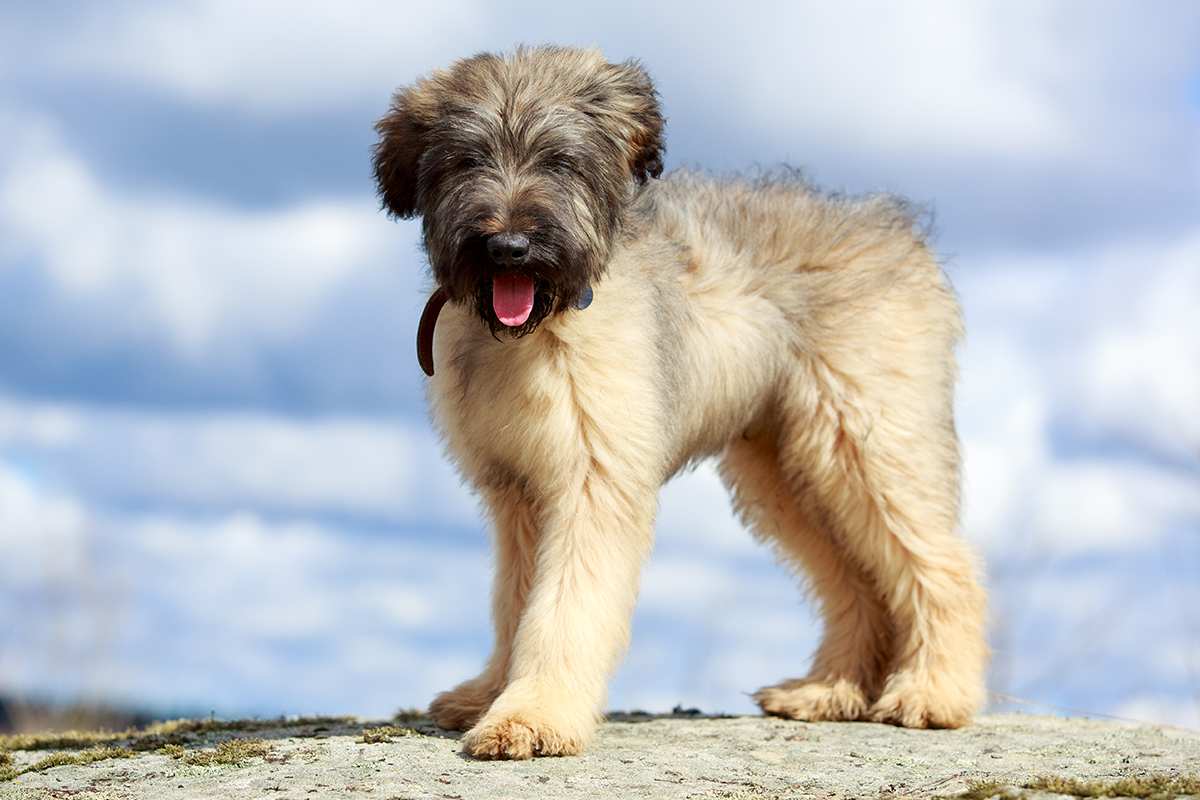 Briard