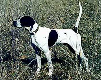 Elhew Crazy Horse | Pointer 