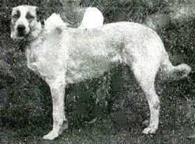 Sakarya's Sanli | Anatolian Shepherd Dog 