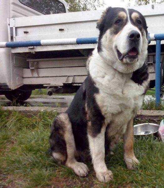 Almata Baika Si Bai | Central Asian Shepherd Dog 