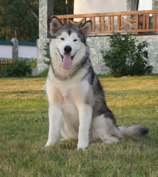 Mauntri Djessi | Alaskan Malamute 