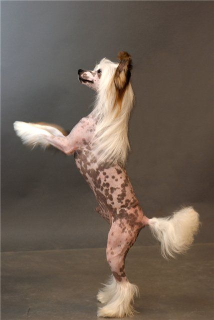 Believe Me iz Daimond Siti | Chinese Crested 