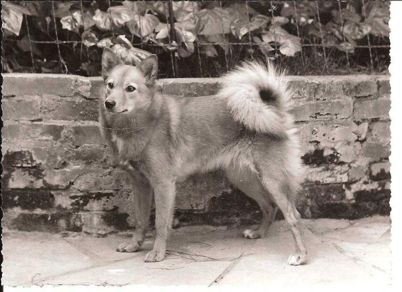 VILLI de la Cascade des Jarreaux | Finnish Spitz 