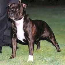 Glemorian Alair | Staffordshire Bull Terrier 