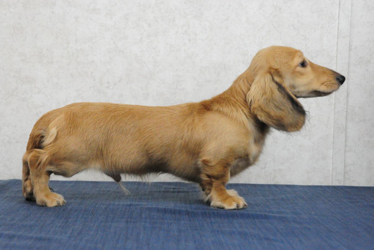 Katydox Bright Mount Katahdin MLC | Dachshund 