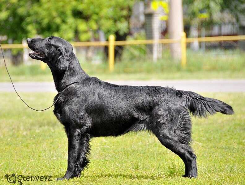 STENVEYZ REPEAT ONESELF | Flat-Coated Retriever 