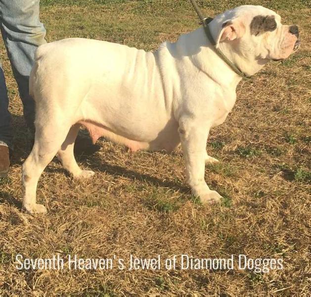 Seventh Heaven's Jewel of Diamond Dogges | Olde English Bulldogge 