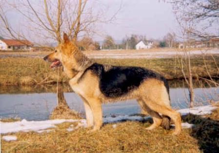 Zene vom Kammberg | German Shepherd Dog 