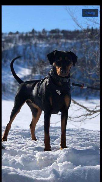 Zhivariis Hunting Hera | German Pinscher 