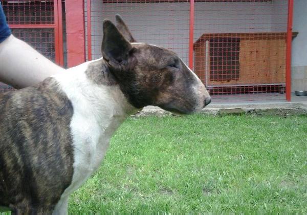 Aileen The Witch | Bull Terrier 