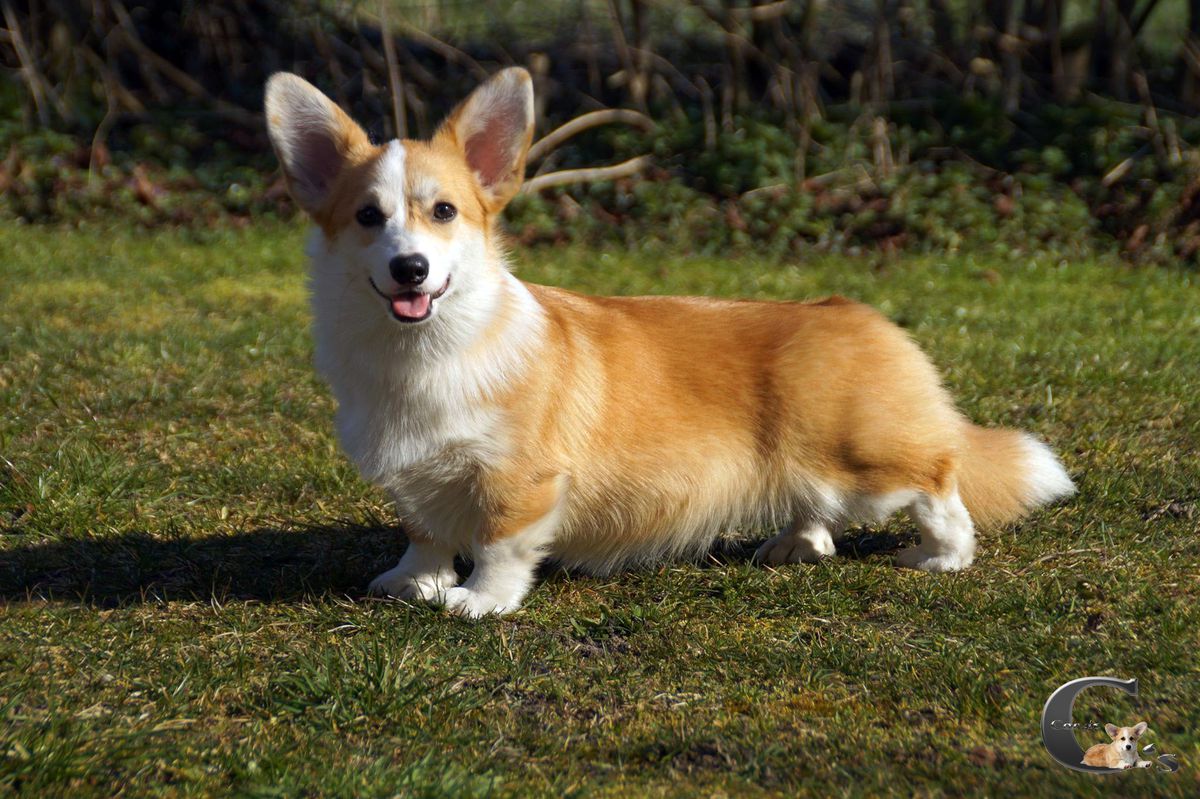 C's Born To Be A Star | Pembroke Welsh Corgi 