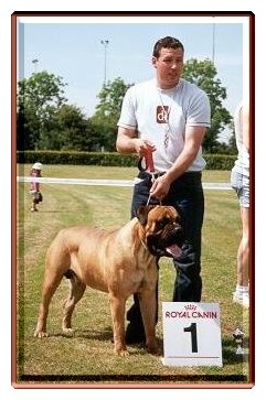 Dinamic Force Famous Fellow | Bullmastiff 