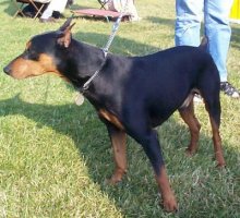 FRED de Basmour | German Pinscher 