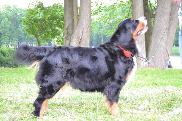 UGNIS MANGO SUO | Bernese Mountain Dog 