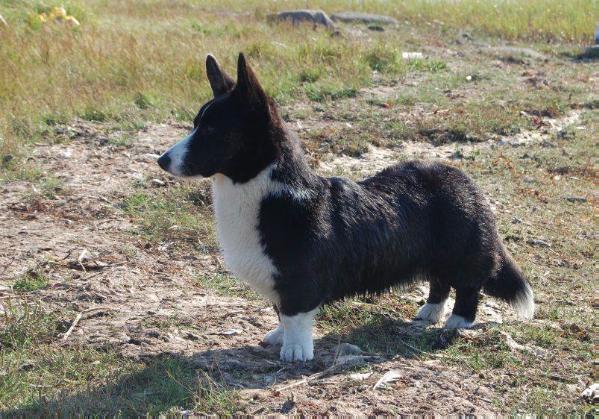 Astersland Dark Winddancer | Cardigan Welsh Corgi 