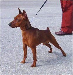 Playboy Di kristianden | Miniature Pinscher 