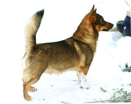 BRANDKLIPPAREN'S SMILLA | Swedish Vallhund 