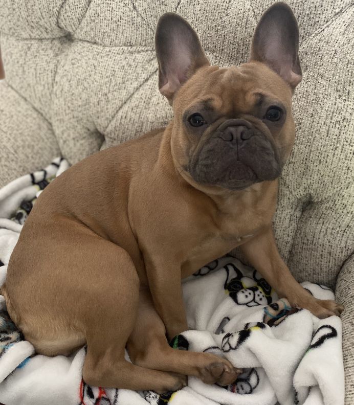 Hester's Luna Belle | French Bulldog 