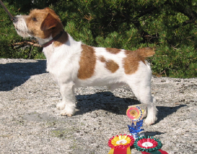 Saltisgardens Sun Downer | Jack Russell Terrier 