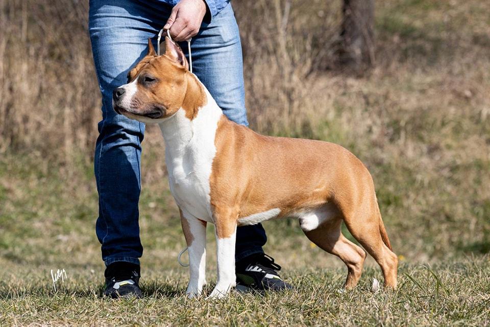 River-side Staff Orion | American Staffordshire Terrier 