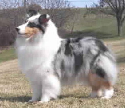 Trevanne's Dominique | Shetland Sheepdog 