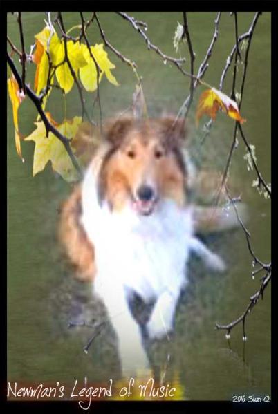 Newman's Legend Of Music | Rough Collie 