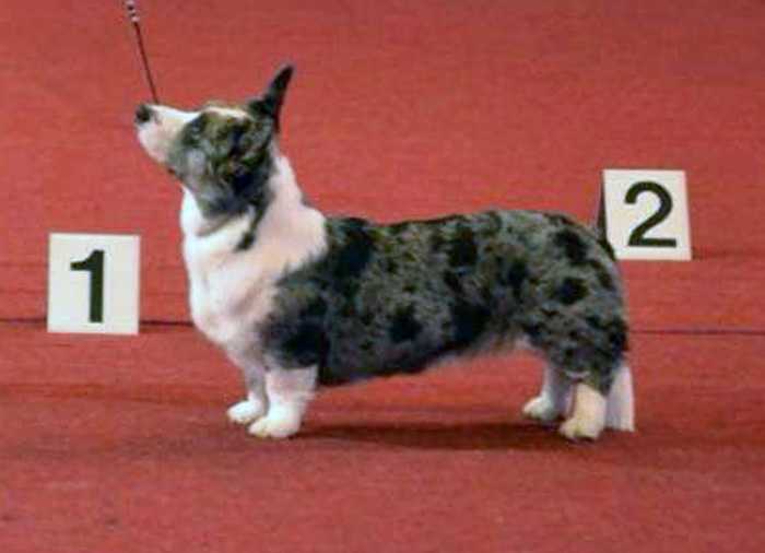 Jennyvic Ditto Of Wildcard | Cardigan Welsh Corgi 