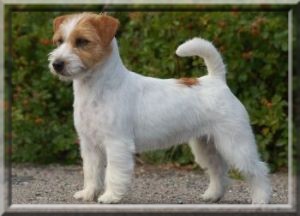 Sieger´s Bla Bla | Jack Russell Terrier 