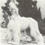 Stormhill Silver Dream | Afghan Hound 