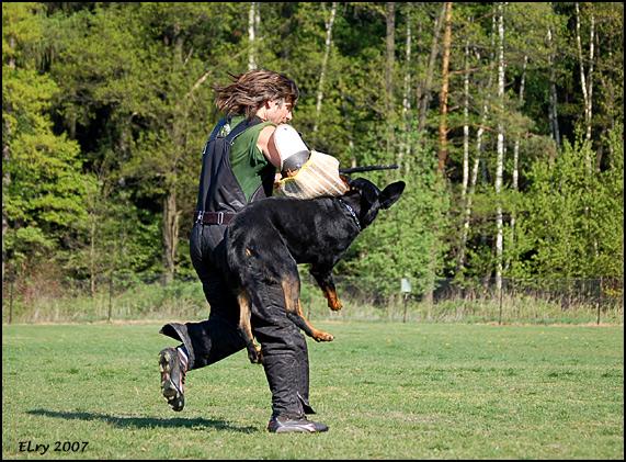 Airin des Gardiens Aux Coeurs Tendres | Beauceron 