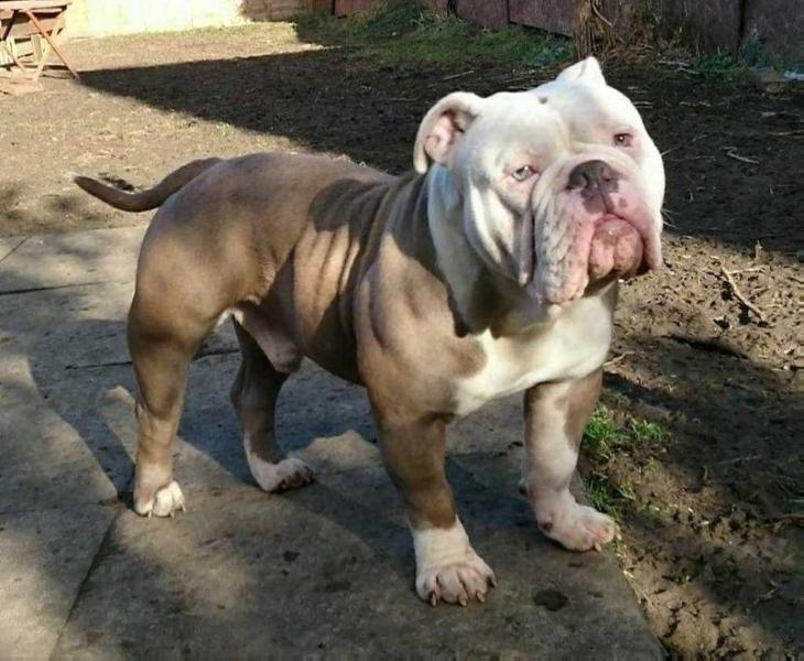 Carrs Top Dollar | Olde English Bulldogge 