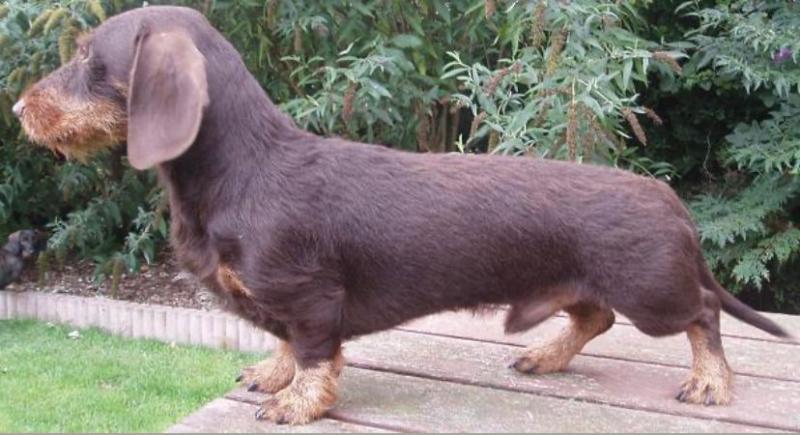 amazing friso | Dachshund 